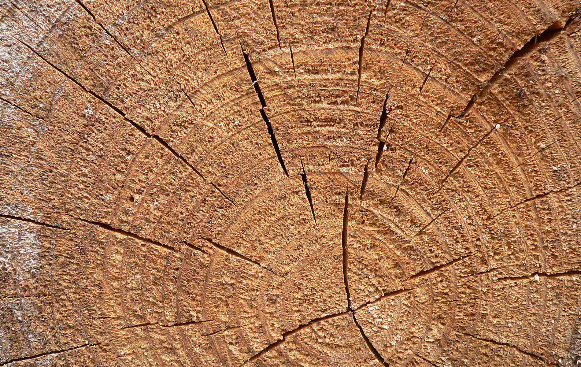 siberian larch cladding prices