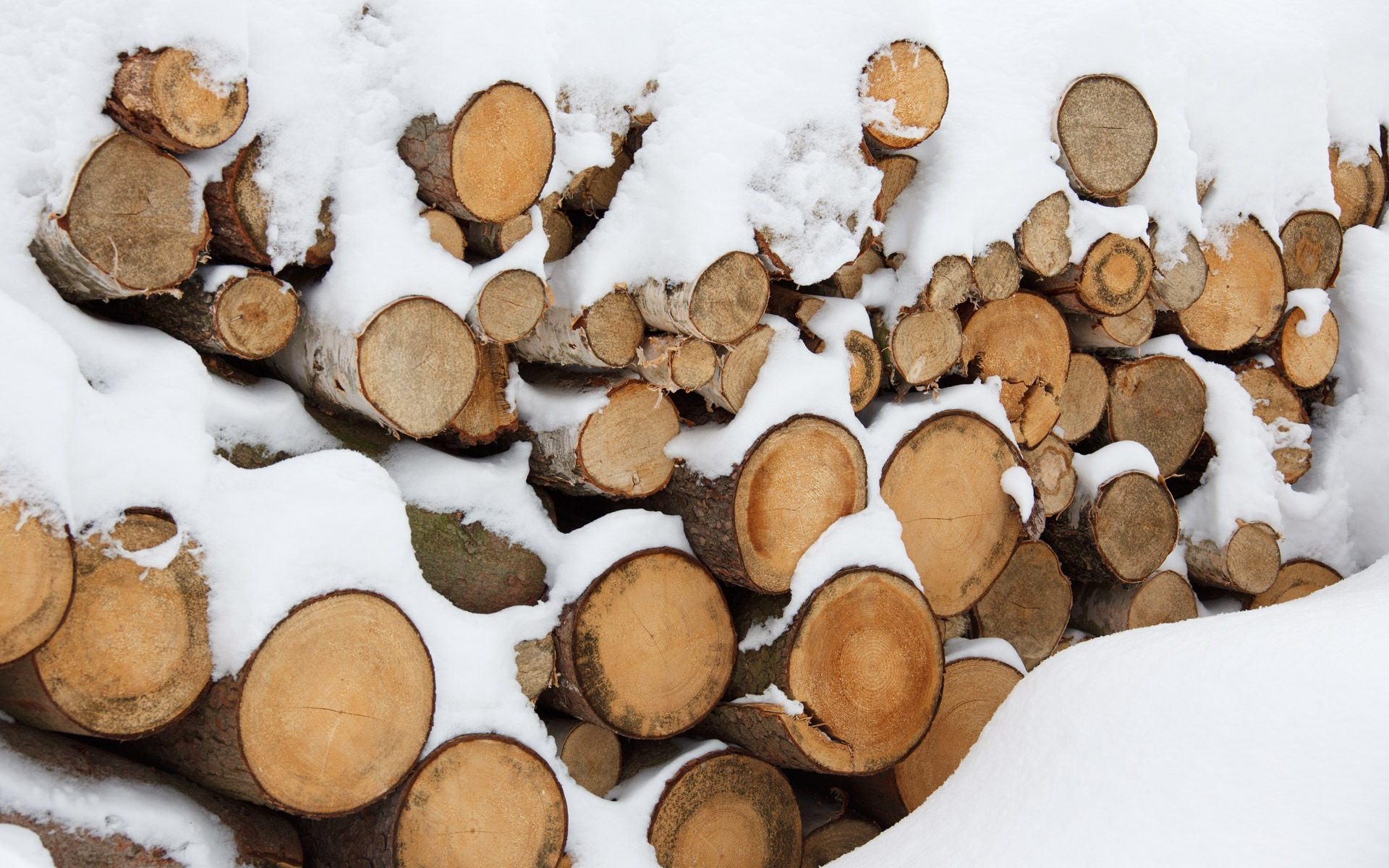 supplier larch timber